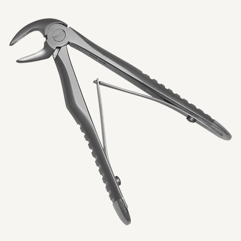 Lower Incisors And Canines